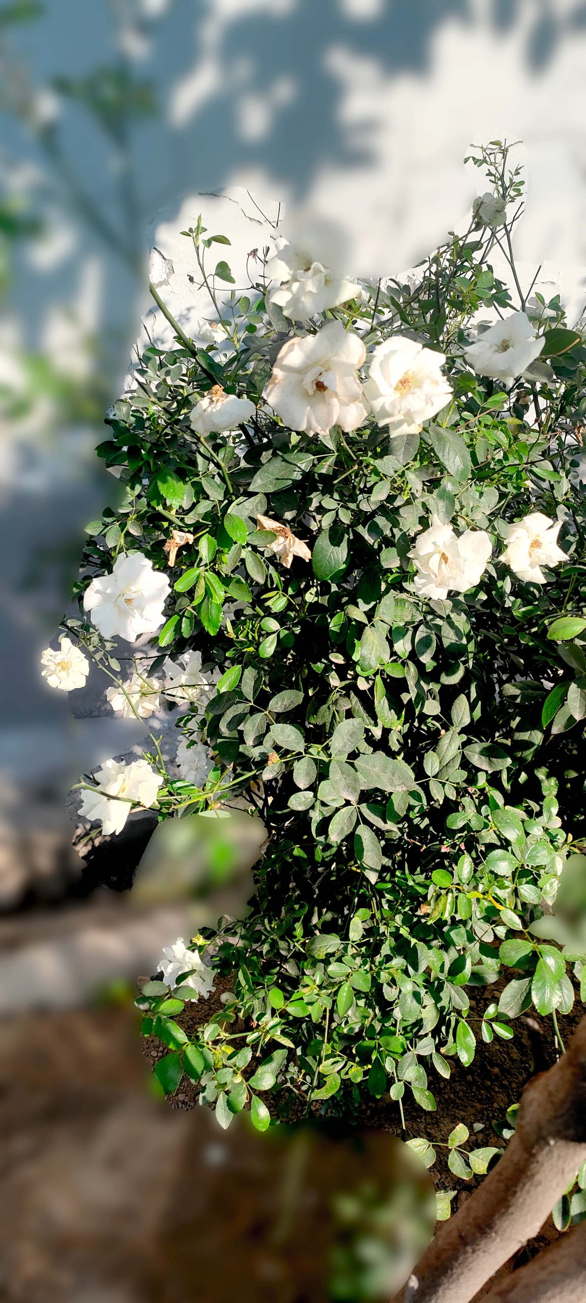 Rosa 'Climbing Iceberg'