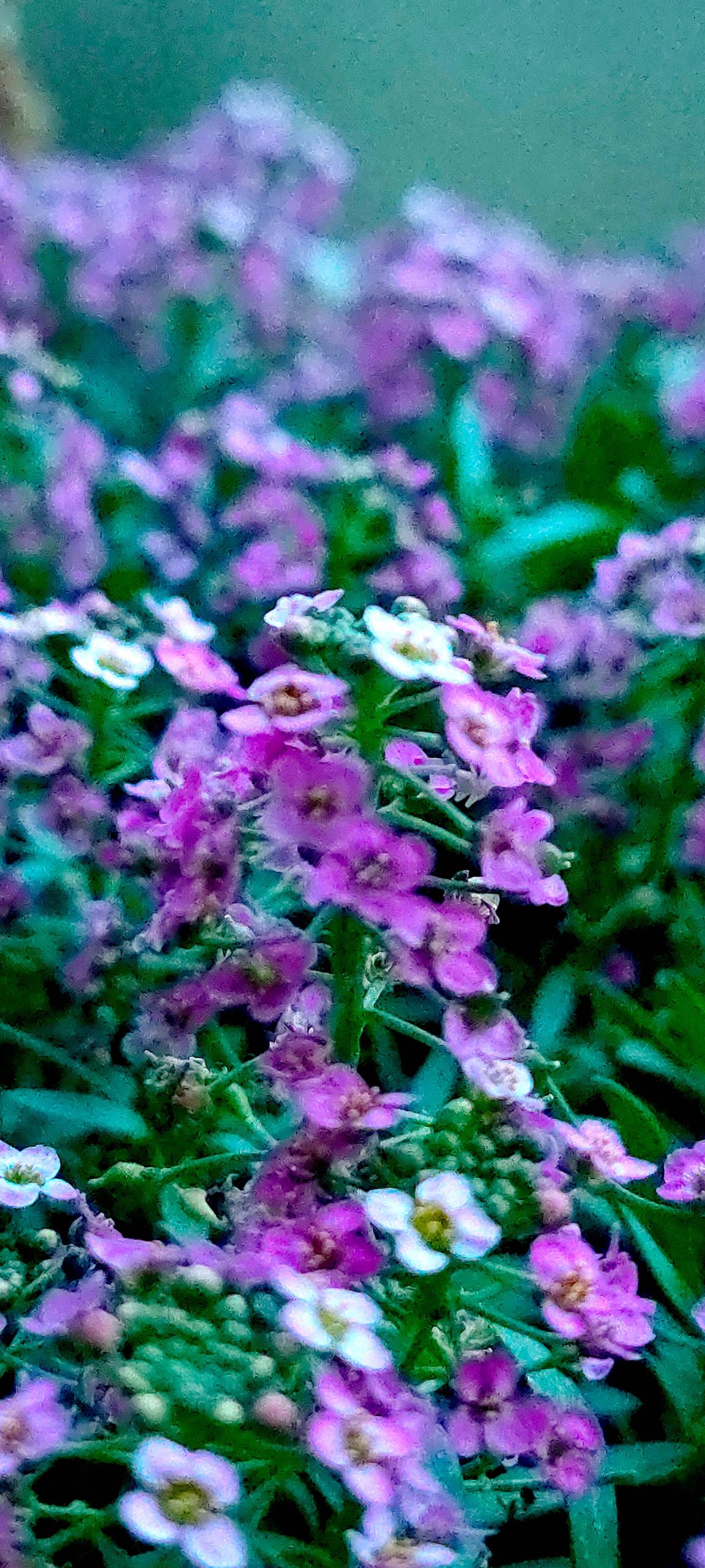 purple alyssum blossom