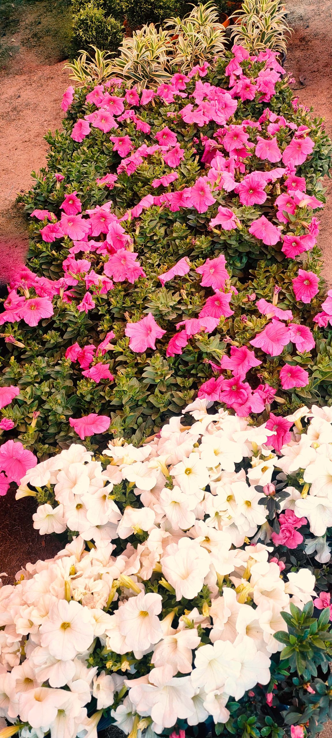 pink and white petunias plant