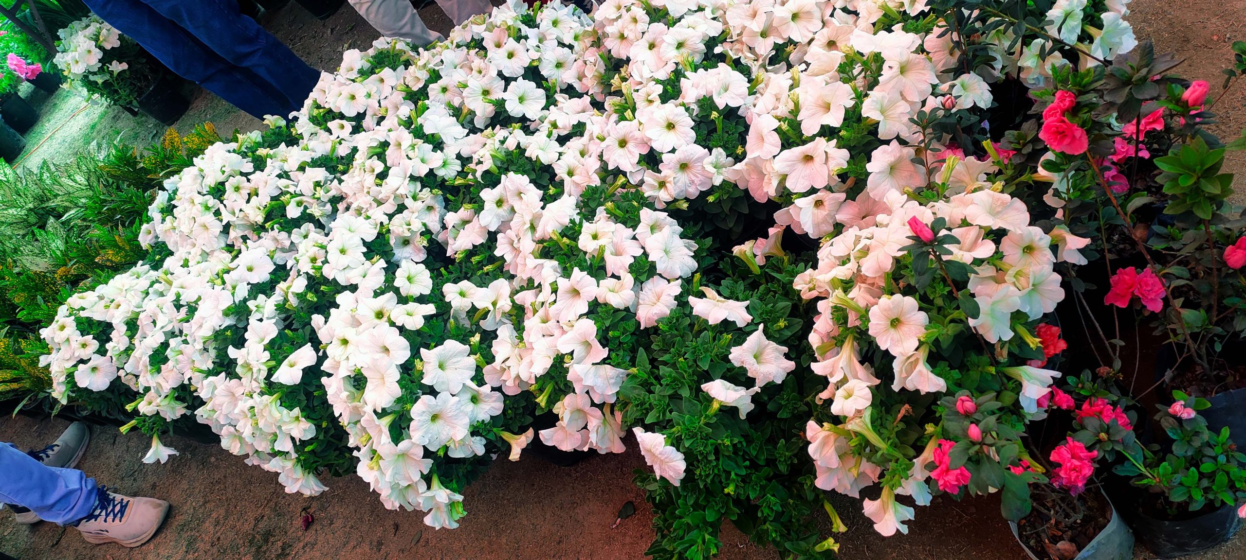 A bush of blooming petunia flowers