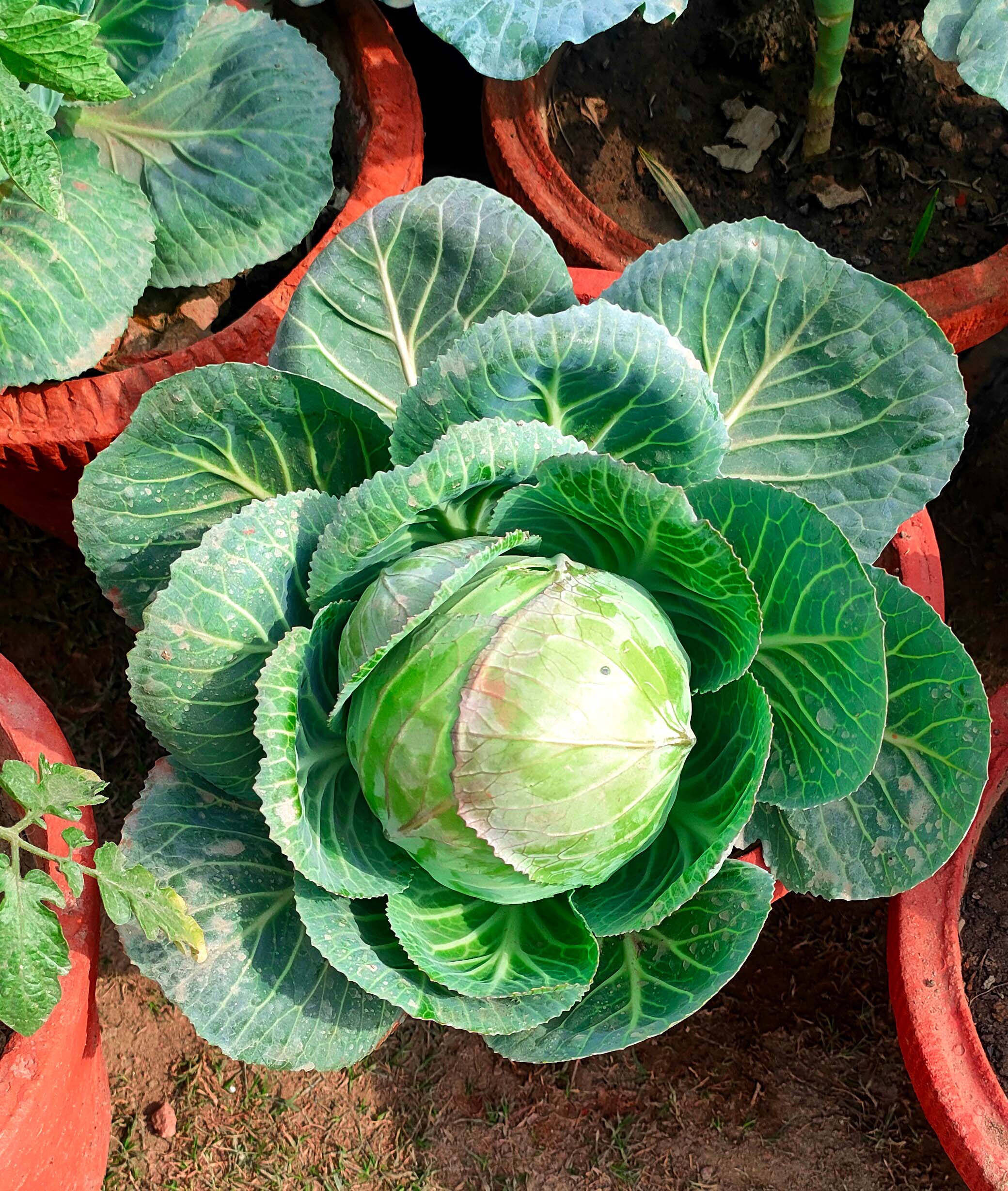 cabbage