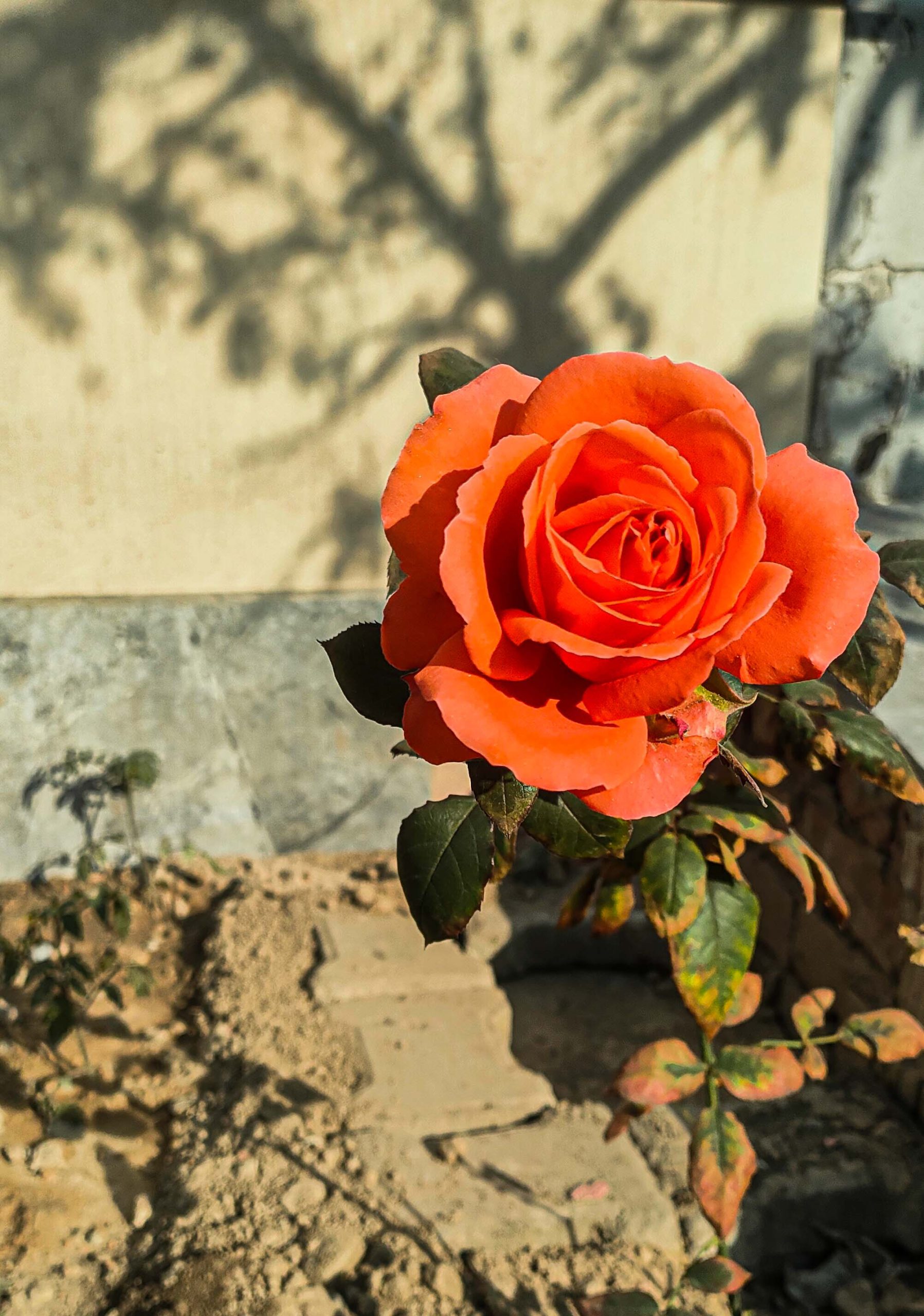 Beautiful Red Rose